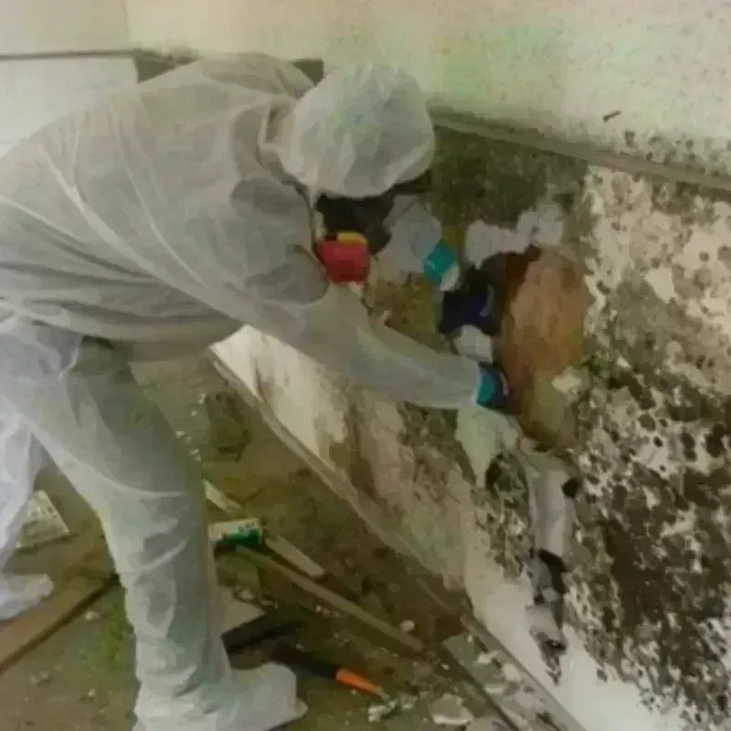 Mold Remediation and Removal in Bath, MI